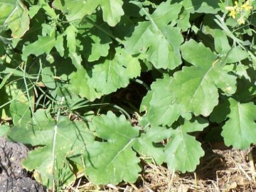Crucifera in un fosso - Brassica sp.